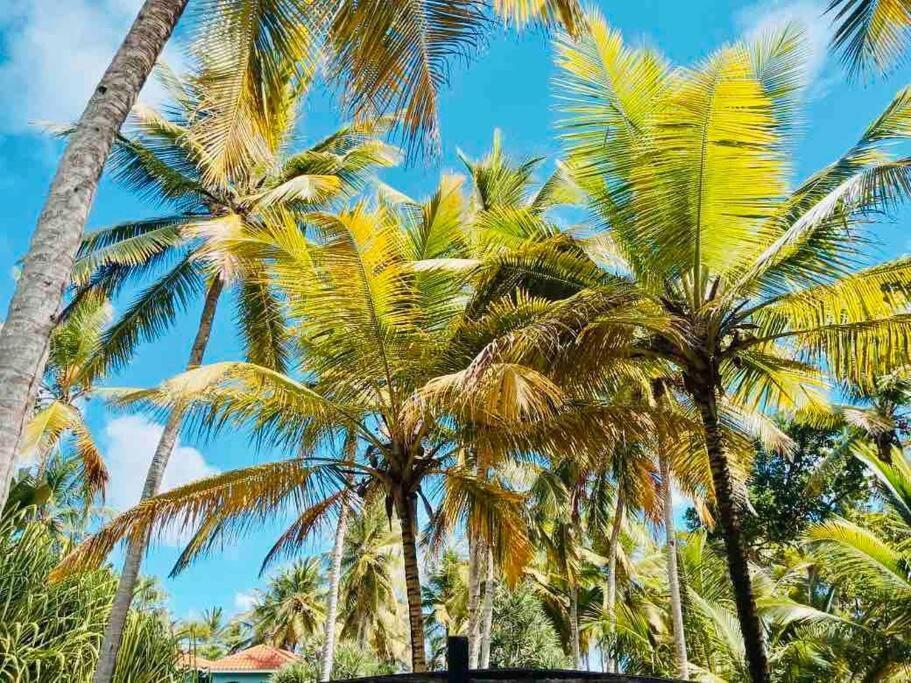 Palm House - Luxury Villa - Samana - Ocean Front Sánchez エクステリア 写真
