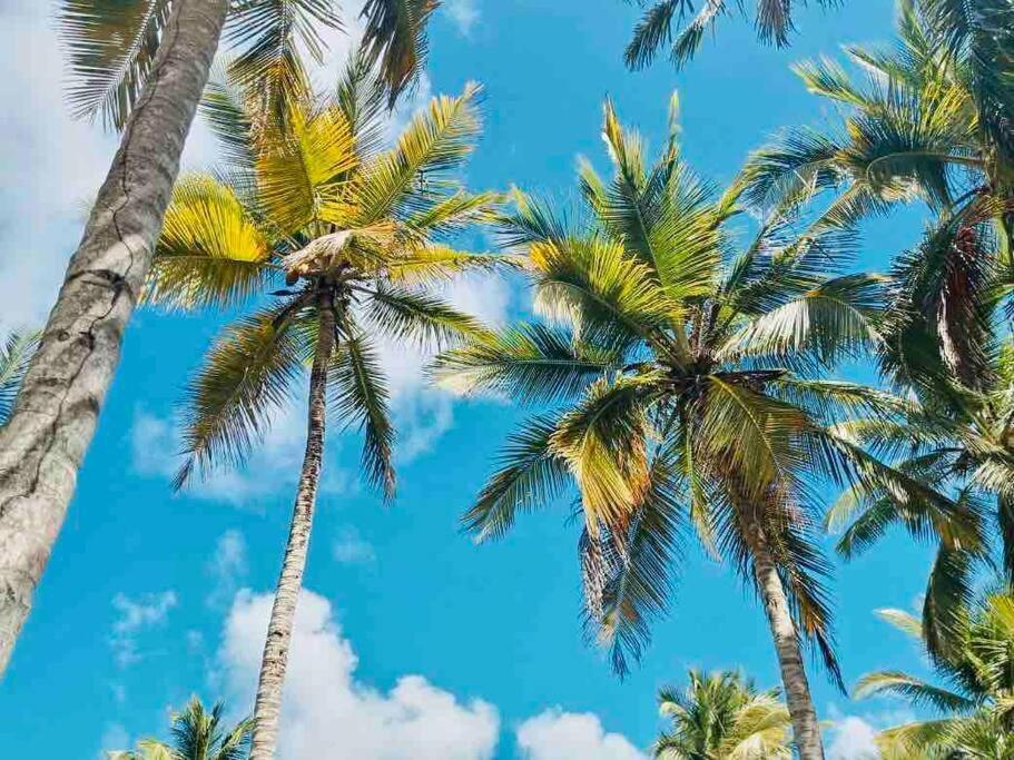 Palm House - Luxury Villa - Samana - Ocean Front Sánchez エクステリア 写真